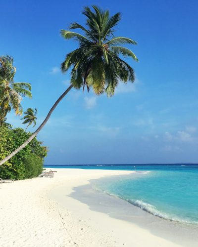 green palm tree on white sand beach during daytime