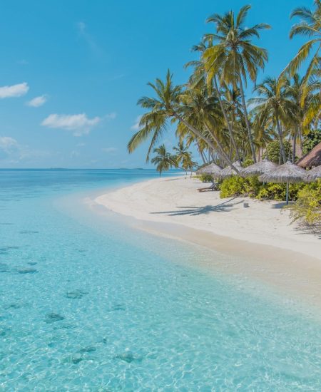 green palm tree on white sand beach during daytime
