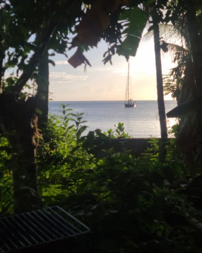 A sailboat is out on the water through the trees