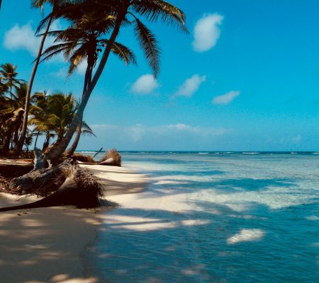 palm tree on beach shore during daytime