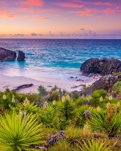 a beach with rocks and plants