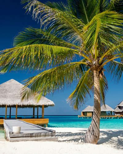 palm tree near body of water during daytime